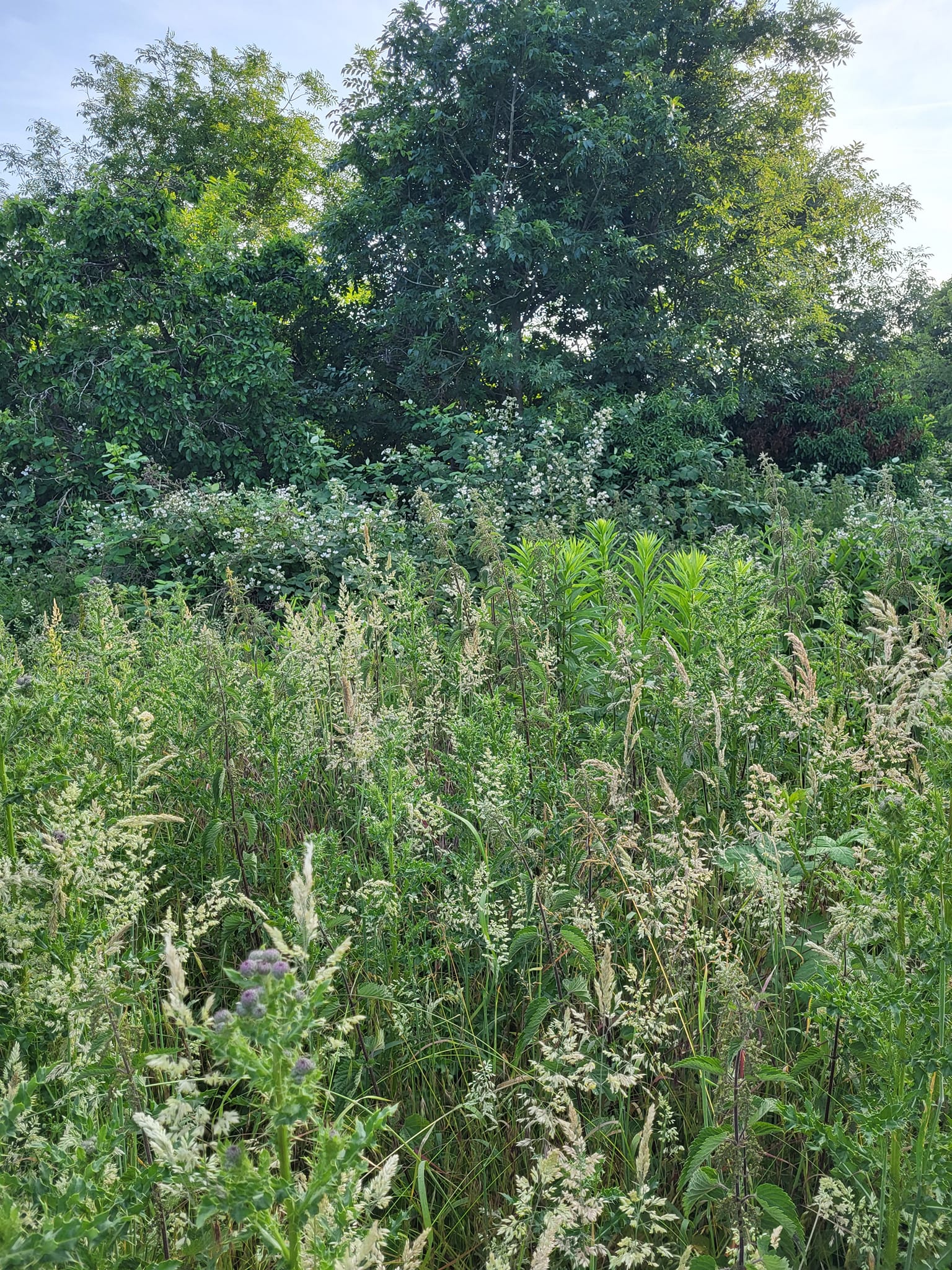 Diary of an Allotment