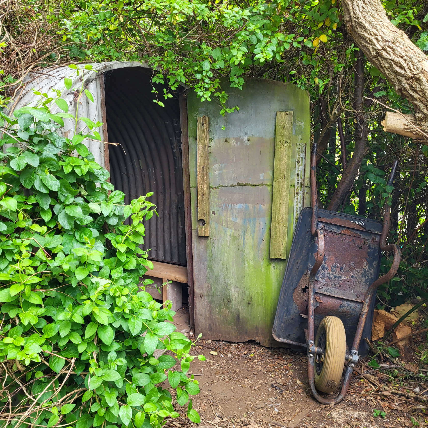 A Year in the Life of an Allotment Garden